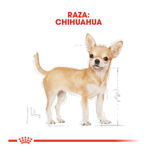 Royal Canin Adult Chihuahua patê em saquetas para cães, , large image number null